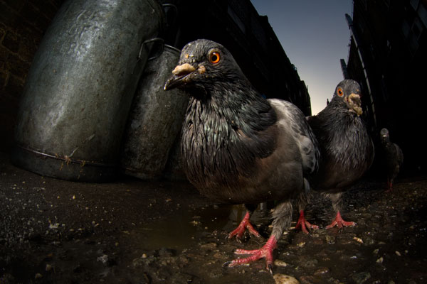 Pigeons